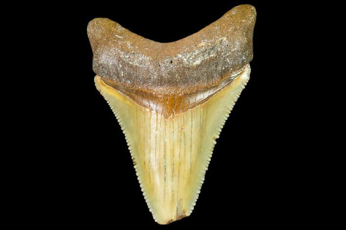 Serrated, Fossil Megalodon Tooth - North Carolina #109065